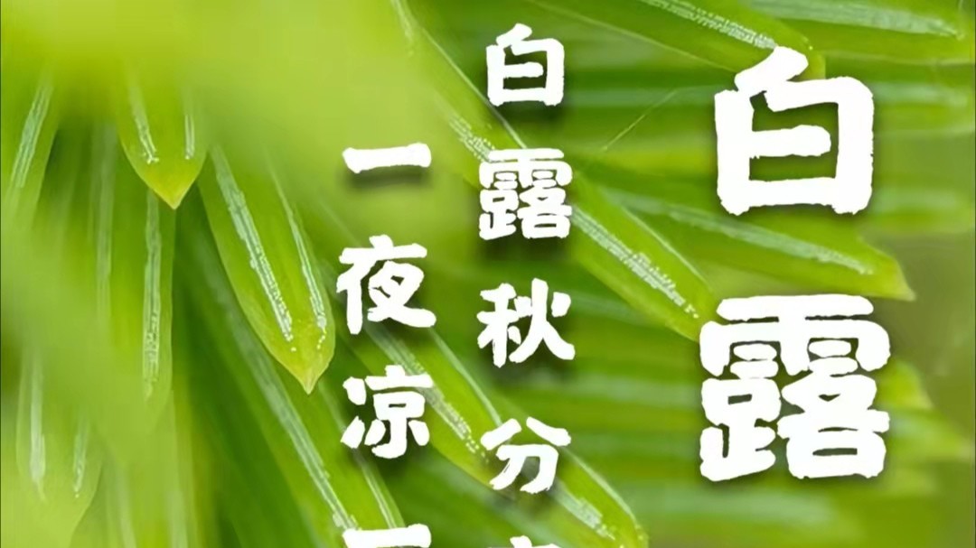 用黄瓜自慰爽爽免费观看包装黄瓜视频色色下载厂家：白露到，秋渐深